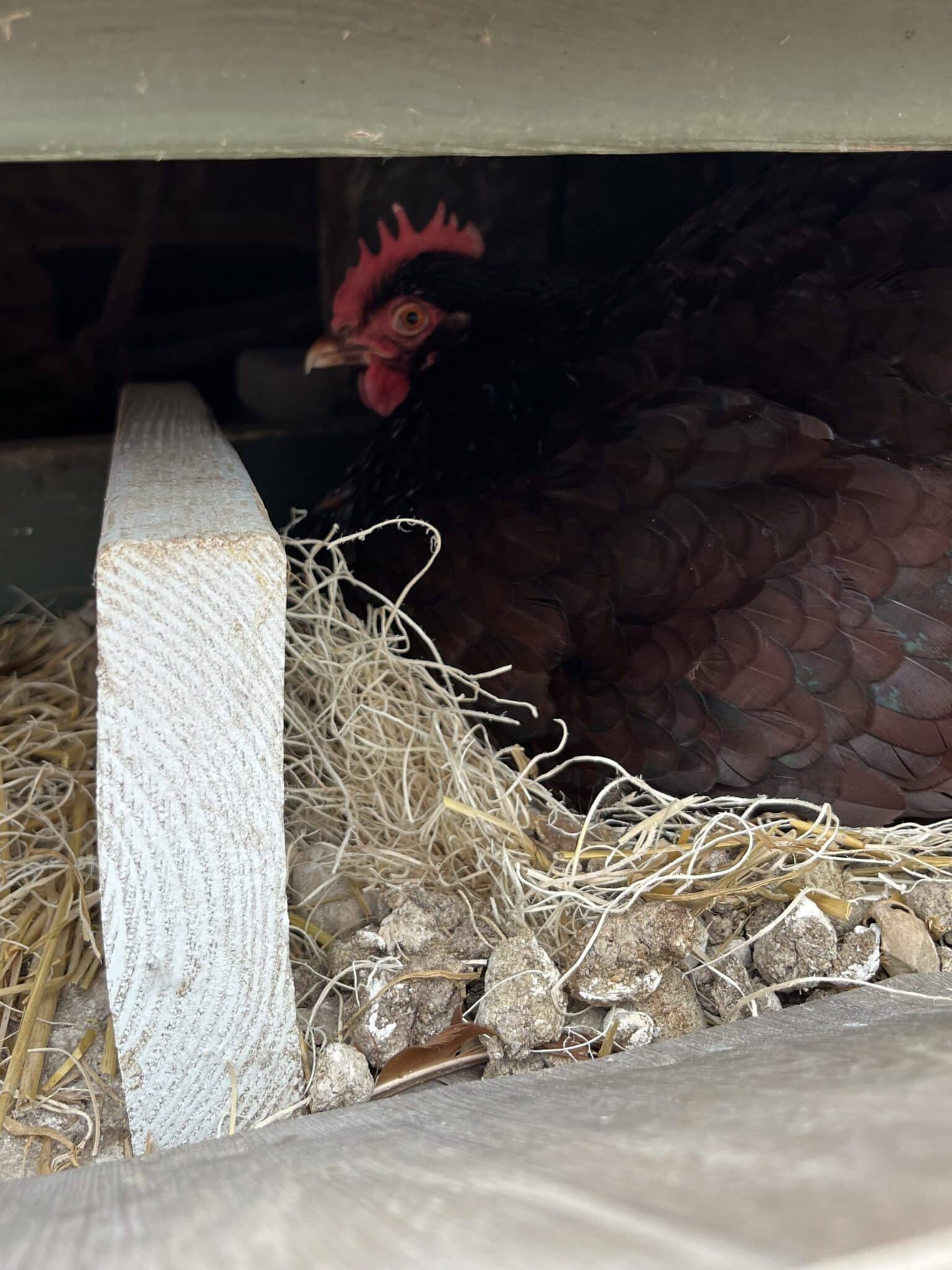 Rhode Island Red in roosting box