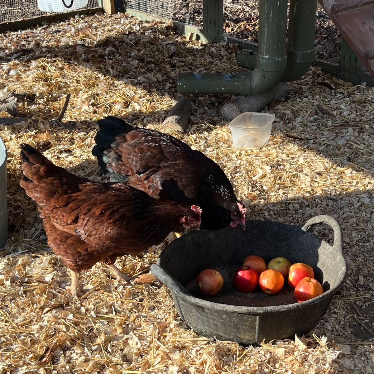 two Rhode Island Red chickens eating Apples out of a bin